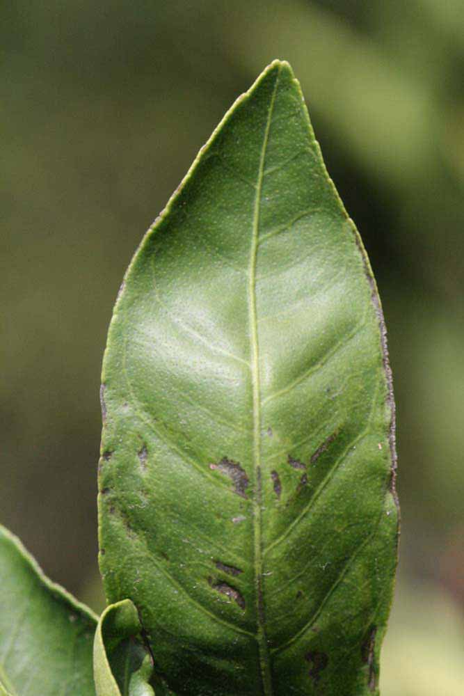              Margin (Riverside, CA)       